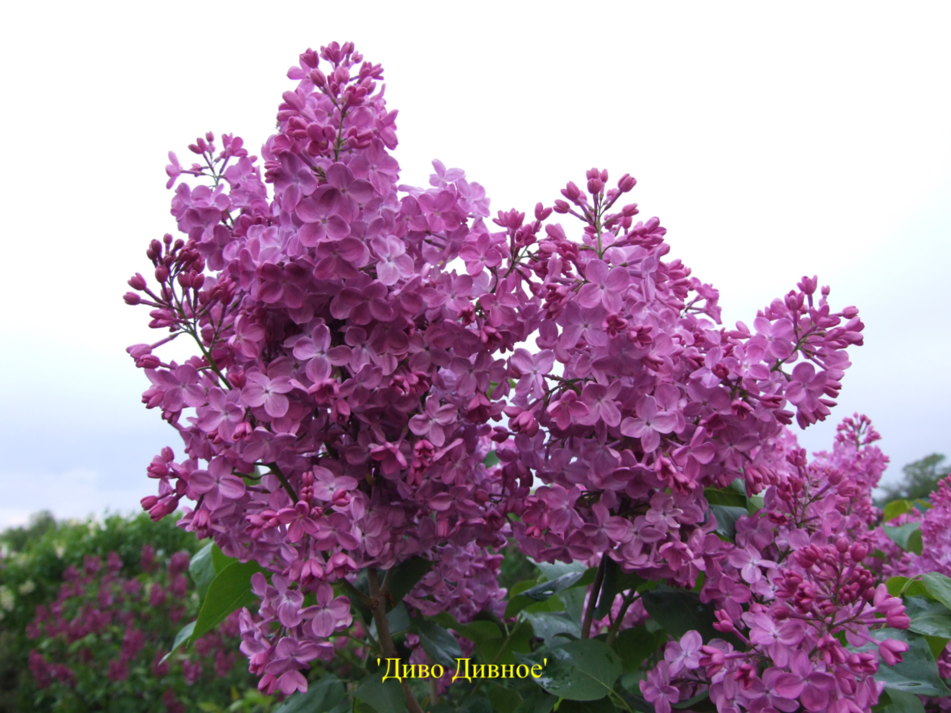 Сирень обыкновенная Диво Дивное